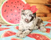 Annie, a female Poodle - Miniature  for sale in Paris, TX – Photo 3 of 6