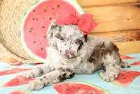 Annie, a female Poodle - Miniature  for sale in Paris, TX – Photo 2 of 6