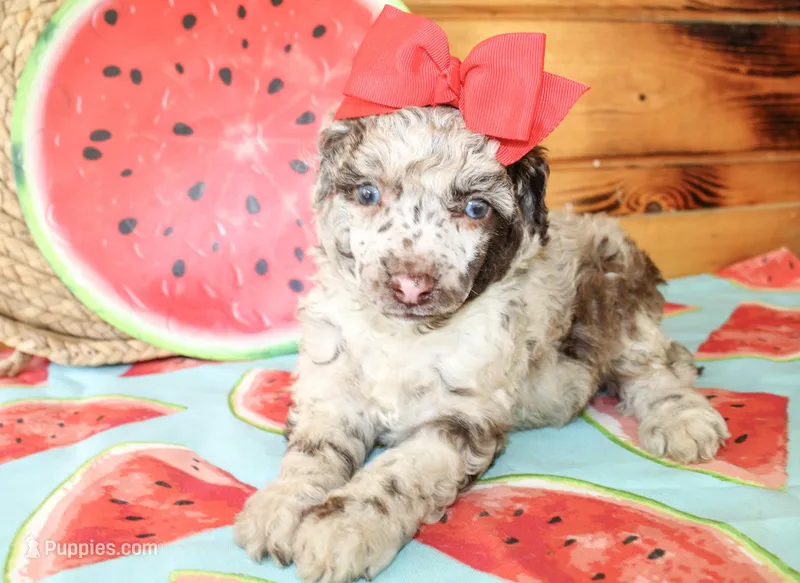 Annie – Poodle - Miniature  puppy for sale in Paris, TX