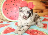 Annie, a female Poodle - Miniature  for sale in Paris, TX – Photo 1 of 6