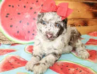 Annie, a female Poodle - Miniature  for sale in Paris, TX – Photo 5 of 6