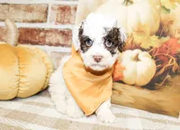 Teddy, a male Poodle - Toy  for sale in Paris, TX – Photo 3 of 5