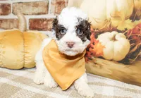 Teddy, a male Poodle - Toy  for sale in Paris, TX – Photo 4 of 5