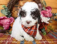 Teddy, a male Poodle - Toy  for sale in Paris, TX – Photo 1 of 5