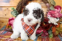 Teddy, a male Poodle - Toy  for sale in Paris, TX – Photo 2 of 5