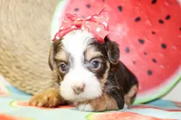 Belle, a female Yorkshire Terrier for sale in Paris, TX – 2 of 4