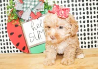 Trixie, a female Morkie for sale in Paris, TX – 3 of 10