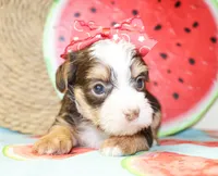 Belle, a female Yorkshire Terrier for sale in Paris, TX – 4 of 4