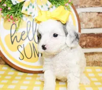 Harlie, a female Poodle - Toy  for sale in Paris, TX – 3 of 4