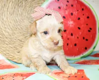 Tina, a female Morkie for sale in Paris, TX – 3 of 5