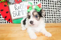 Belle, a female Yorkshire Terrier for sale in Paris, TX – 3 of 10