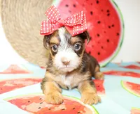 Tillie, a female Yorkshire Terrier for sale in Paris, TX – 2 of 5