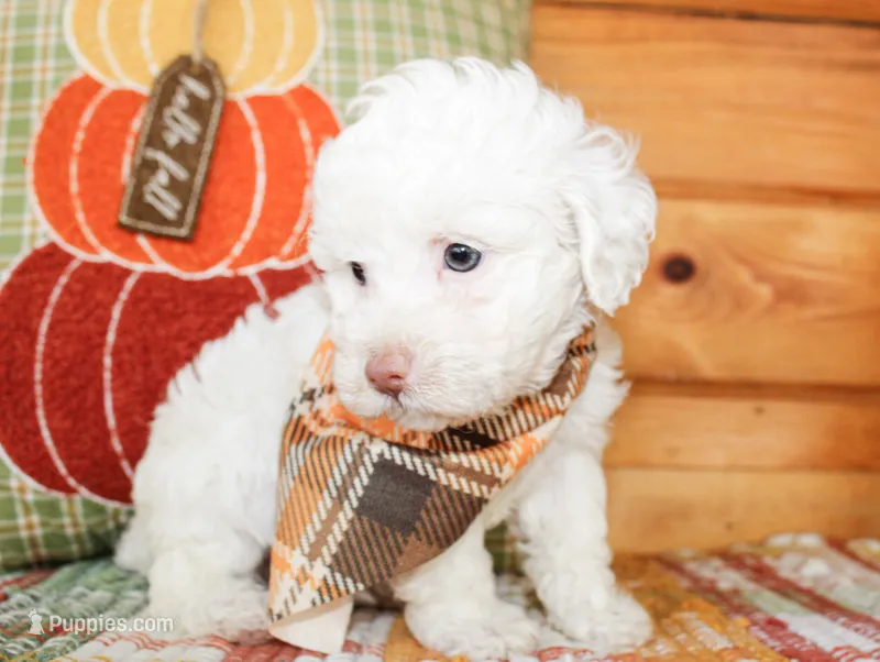Liam – Poodle - Toy  puppy for sale in Paris, TX