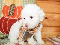 Liam, a male Poodle - Toy  for sale in Paris, TX – 1 of 4
