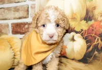 Liam, a male Poodle - Toy  for sale in Paris, TX – Photo 5 of 6