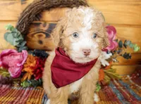 Liam, a male Poodle - Toy  for sale in Paris, TX – Photo 3 of 6