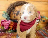 Liam, a male Poodle - Toy  for sale in Paris, TX – Photo 2 of 6
