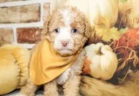 Liam, a male Poodle - Toy  for sale in Paris, TX – Photo 6 of 6