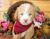 Liam, a male Poodle - Toy  for sale in Paris, TX – Photo 1 of 6