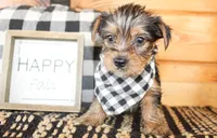 Bennett, a male Yorkshire Terrier for sale in Paris, TX – 3 of 5