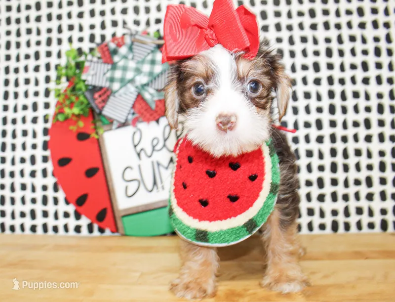 Belle – Yorkshire Terrier puppy for sale in Paris, TX