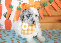 Tansy, a female Poodle - Toy  and Poodle - Miniature  for sale in Paris, TX – Photo 4 of 5