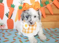 Tansy, a female Poodle - Toy  and Poodle - Miniature  for sale in Paris, TX – Photo 2 of 5