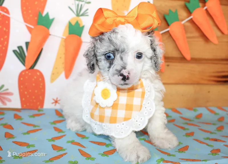 Tansy – Poodle - Toy , Poodle - Miniature  puppy for sale in Paris, TX