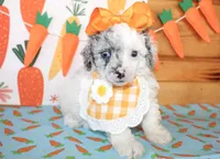 Tansy, a female Poodle - Toy  and Poodle - Miniature  for sale in Paris, TX – Photo 1 of 5