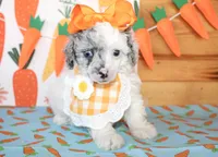 Tansy, a female Poodle - Toy  and Poodle - Miniature  for sale in Paris, TX – Photo 3 of 5