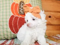 Annie TINY, a female Poodle - Toy  for sale in Paris, TX – 4 of 4