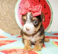 Tillie, a female Yorkshire Terrier for sale in Paris, TX – 4 of 5