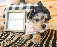 Betty, a female Yorkshire Terrier for sale in Paris, TX – 4 of 5