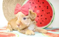 Trixie, a female Morkie for sale in Paris, TX – 5 of 5