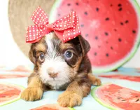 Tillie, a female Yorkshire Terrier for sale in Paris, TX – 3 of 5
