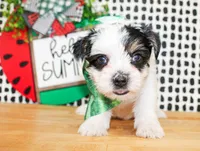 Lane, a male Yorkshire Terrier for sale in Paris, TX – 5 of 5