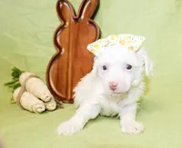 Daisy, a female Poodle - Toy  and Poodle - Miniature  for sale in Paris, TX – Photo 3 of 3