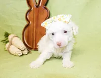 Daisy, a female Poodle - Toy  and Poodle - Miniature  for sale in Paris, TX – Photo 2 of 3