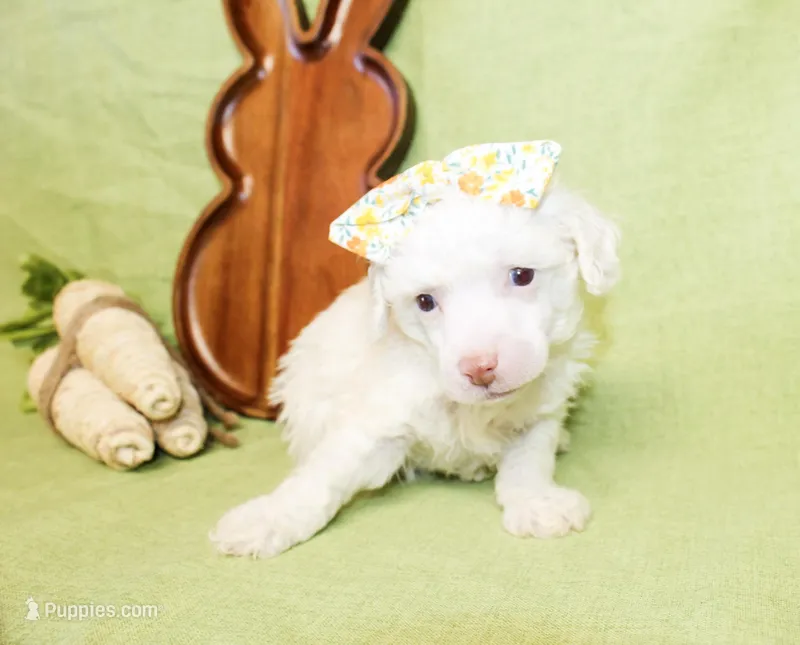 Daisy – Poodle - Toy , Poodle - Miniature  puppy for sale in Paris, TX