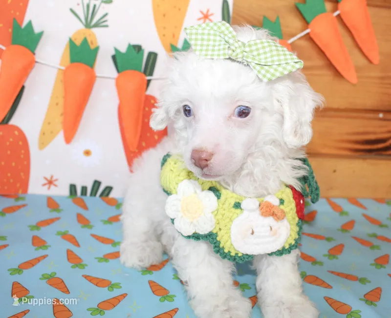 Daisy – Poodle - Toy , Poodle - Miniature  puppy for sale in Paris, TX