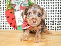 Bennett, a male Yorkshire Terrier for sale in Paris, TX – 3 of 8