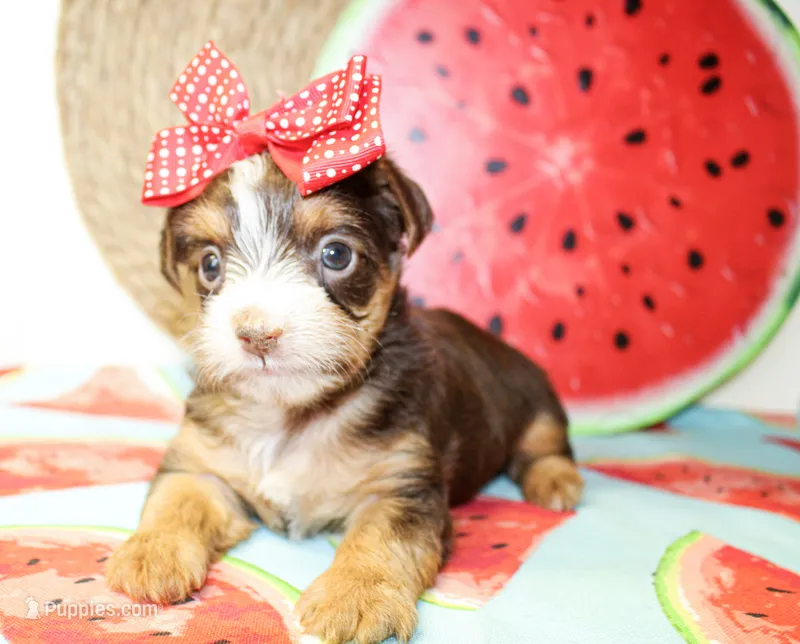 Tillie – Yorkshire Terrier puppy for sale in Paris, TX