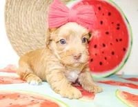 Trixie, a female Morkie for sale in Paris, TX – 4 of 5