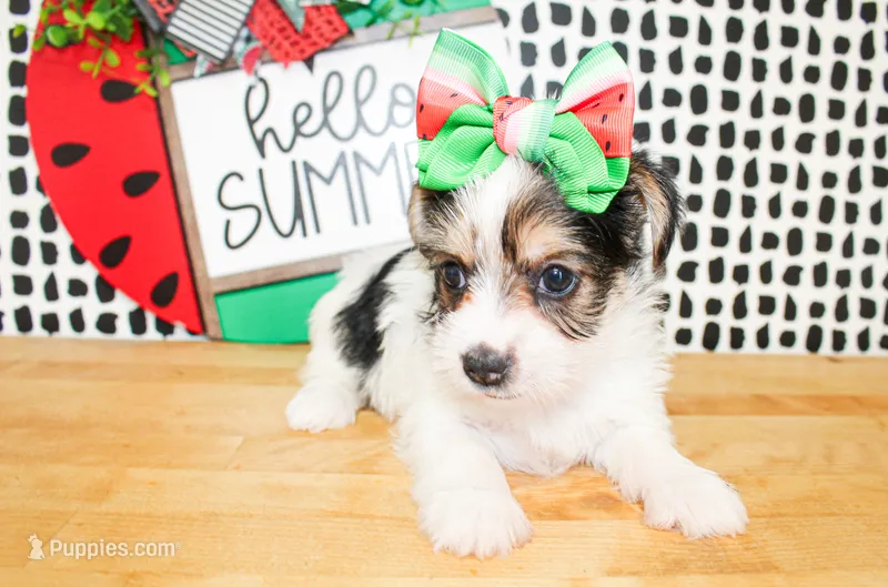Belle – Yorkshire Terrier puppy for sale in Paris, TX