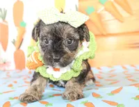 Ellie, a female Yorkipoo for sale in Paris, TX – Photo 4 of 4