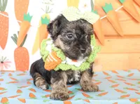 Ellie, a female Yorkipoo for sale in Paris, TX – Photo 3 of 4