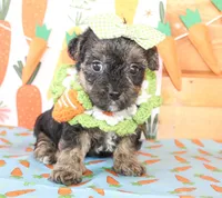 Ellie, a female Yorkipoo for sale in Paris, TX – Photo 1 of 4