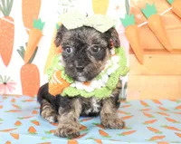 Ellie, a female Yorkipoo for sale in Paris, TX – Photo 2 of 4