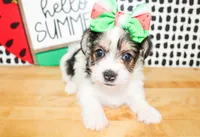 Belle, a female Yorkshire Terrier for sale in Paris, TX – 2 of 10