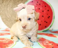 Tina, a female Morkie for sale in Paris, TX – 1 of 5